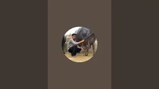 Rao ji dairy farm is live