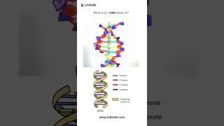 What our DNA is made of? | DNA Helix Model On Stand - Demonstration Kit by Labkafe