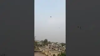 kabuter bazz 🔥🔥 #pigeon #pigeon #kabootarba #arijitsingh #kabootar #raisenpigeons #kabutar #birds