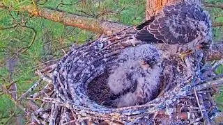 #falcon E#106 Review mother birds brings food to feed her chicks in the nest, Falcon babies feeding
