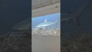 AQUAART NEUM 2025