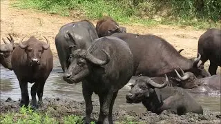 African Buffalo Enjoying Mud Bath - Safari Life