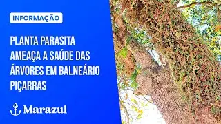 Planta parasita amea&ccedil;a a sa&uacute;de das &aacute;rvores em Balne&aacute;rio Pi&ccedil;arras