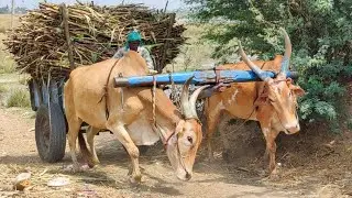 New Young Bullock Cart Deep Mud Stuck #buffalocart