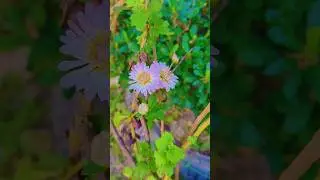 morning capture with Birds sound #ytshorts #shortvideo #andamannicobarislands