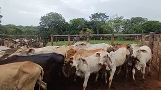 FINALMENTE CHEGOU A HORA DE VENDER O GADO, SEPARANDO BEZERRA DA NO CURRAL 