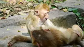 Monkey Darrel is the only best friend of Rya