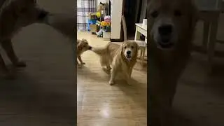 Today&rsquo;s Hilarious Animal Moments! #funny #funnyanimals #animalhumor #petlover #funnypetcompilation