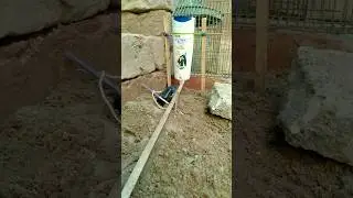creative snake trap home made technology । #shorts