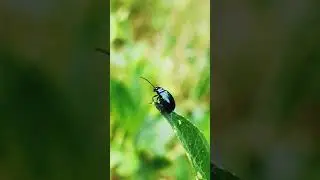 Leaf beetle random movements #nature #macro #beetle #trending #music #beautiful #insects #behaviour