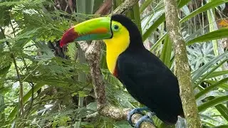 Costa Rica New Years 2026 