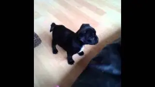 Jug Puppy - 8 weeks old
