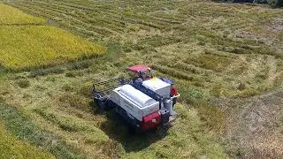 How rice is harvested  in my backyard. Small town Philippines 🇵🇭.