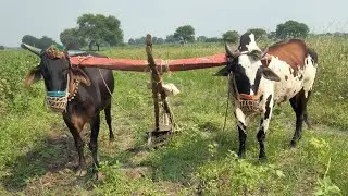 97016 92803 ఎడ్లు అమ్మబడును తెలంగాణ సంగారెడ్డిbulls for sale Telangana sangareddy बैल तेलांगना बेचना