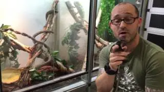 Comment apprivoiser un varan ? (Varanus beccarii)