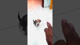 Beagle puppy training | 6 weeks old beagle puppy #dog #beagle #cutepuppy #puppy #shorts