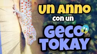 Un ANNO con un GECO TOKAY