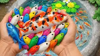 Catch big fish in the hole, there are catfish, snakehead fish, ornamental fish, eels, frogs, turtles