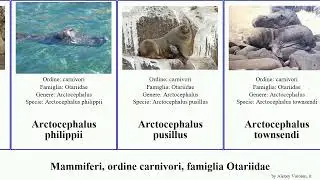 Mammiferi, ordine carnivori, famiglia Otariidae arctocephalus leone marino mammal australis Heads
