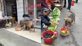 The highly intelligent dog always asks the stall owner for extra vegetables for free😂