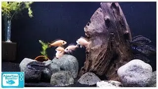 Sand Showdown: Pool Filter Sand vs Nat Geo Aquarium Sand