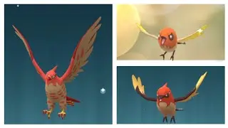 Shiny Fletchling evolution into Shiny Talonflame in Pokemon go | Shiny Fletchinder evolution |