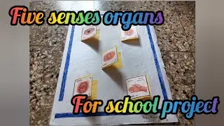 Sense organs model for school project।।How to make sense organs।।