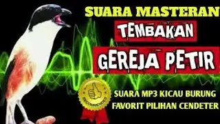 Masteran cendet PETIR full tembakan kasar