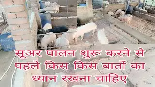 सूअर पालन कैसे शुरू करें| How to start pig farm #mirzapurpigfarmtrainingcenter 