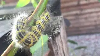 Mondvogel - Raupen