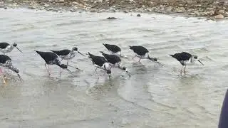 Kakī black stilt release in the Godley River system