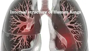 Internal structure of lungs