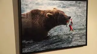 Bay Photo Epic Print Framed - Alaskan Brown Bear with Salmon