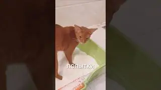 Бесит котика 😂 #истории #история #новости #новость #shorts