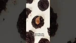 Baking MAD. Recipe gone wrong 🫣 || #shorts