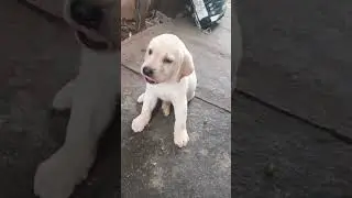cute babies 😍//happy to see 🤩// subscribe// NCN// Moona channel