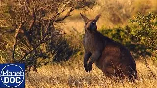 Tasmania: Diablos T&iacute;midos y Tigres Fantasmas 🐾 | Documental Completo en Espa&ntilde;ol