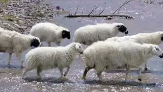 Inner Mongolia Cashmere Manufacturer,offers luxury Sustainable Cashmere. eco  Ethically sourced,