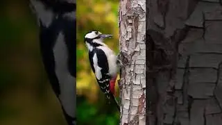 hud hud with surah Rahman #pak #bird #fyp #bgmi #viral #allah #quran # #subscribers #hudhud