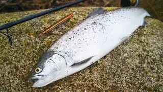 Ih&aelig;rdighed Bel&oslash;nner Sig! Blankfisk Fra Den &Aring;bne Kyst (Inkl. 3 Begynder Tips)