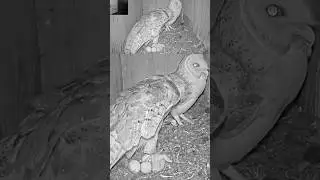 🦉 Florida Barn Owl Cam 1 Update | Caught Live on Cam &mdash; explains Dr. Motti Charter