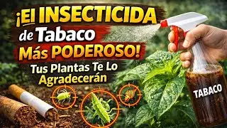 &iexcl;El Insecticida de Tabaco M&aacute;s Poderoso! Tus Plantas Te Lo Agradecer&aacute;n / TABACO/ &iquest;COMO SE USA?