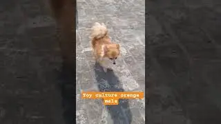 toy culture pom orenge color