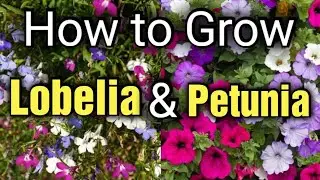 How to Grow Lobelia and Petunias from Seed | Gardening for Beginners