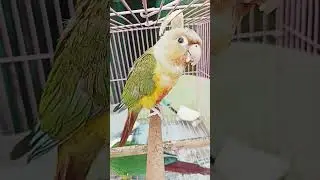 #pets #birds #parrot #cockatiel #cute #funny