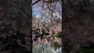 Cherry Blossom in New Zealand: Best Place to Visit This Spring | New Zealand Travel