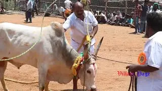 KRV வெள்ளை காளையின் கலக்கலான ஆட்டம் 💥 கூத்தப்பன்பட்டி வடம் மஞ்சுவிரட்டு 2019