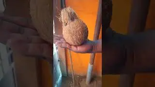 Finding underground water using coconut