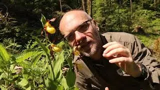Frauenschuh (Cypripedium calceolus)