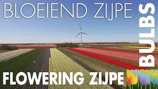 Flower bulb event Flowering Zijpe (Bloeiend Zijpe) - Holland Holiday